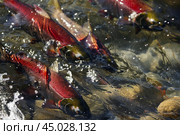 Sockeye salmon swimming upstream to spawn. Стоковое AI-изображение, AI-художник Иван Рябоконь / Фотобанк Лори