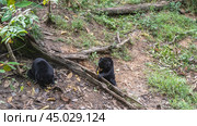 Two biruangs are feeding in the Bornean Sun Bear Conservation Centre. Unique endemic animals with black fur and orange muzzles eat bananas while sitting on the ground at the roots of a tree. Malaysia (2023 год). Стоковое фото, фотограф Вера Ивановна Кубарева / Фотобанк Лори