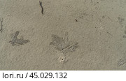 The holes of sand bubbler crabs burrows are visible on the sandy beach. Tiny balls of sand around form a bizarre pattern. Full screen. Top view. The texture. Malaysia. (2023 год). Стоковое фото, фотограф Вера Ивановна Кубарева / Фотобанк Лори