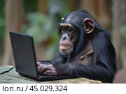 Curious chimpanzee using laptop computer for modern technology concept. Стоковое AI-изображение, AI-художник Иван Рябоконь / Фотобанк Лори