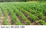 Potato field. Flowering of nightshade crops, potato flowers during flowering, green potato tops on summer day, ecological products concept. Стоковое фото, фотограф Скрипачев Антон / Фотобанк Лори