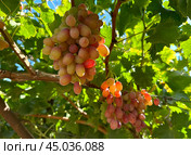 Grape harvest in Lachish district, Israel. Стоковое фото, фотограф Irina Opachevsky / Фотобанк Лори