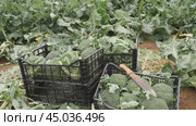 Broccolis in plastic crates on a farm field on a sunny spring day. Стоковое видео, видеограф Яков Филимонов / Фотобанк Лори