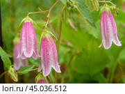 Spotted bellflower flower. Campanula punctata. Стоковое фото, фотограф Elena Odareeva / Фотобанк Лори