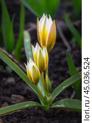 Tulip Tarda Dasystemon flowers in garden. Стоковое фото, фотограф Elena Odareeva / Фотобанк Лори