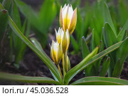 Tulip Tarda Dasystemon flowers in garden. Стоковое фото, фотограф Elena Odareeva / Фотобанк Лори