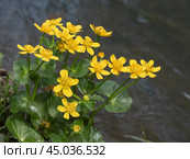 Caltha palustris yellow flowers. Стоковое фото, фотограф Elena Odareeva / Фотобанк Лори