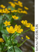 Caltha palustris yellow flowers. Стоковое фото, фотограф Elena Odareeva / Фотобанк Лори