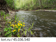 Caltha palustris yellow flowers in forest. Стоковое фото, фотограф Elena Odareeva / Фотобанк Лори