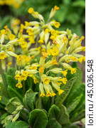 Primula Veris flower in garden. Стоковое фото, фотограф Elena Odareeva / Фотобанк Лори
