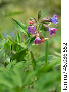 Pulmonaria mollis flower in spring. Стоковое фото, фотограф Elena Odareeva / Фотобанк Лори