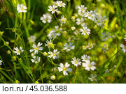 Greater Stitchwort or Stellaria holostea flowers. Стоковое фото, фотограф Elena Odareeva / Фотобанк Лори