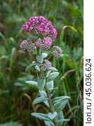 Hylotelephium triphyllum flower or Sedum Stonecrop. Стоковое фото, фотограф Elena Odareeva / Фотобанк Лори