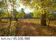Дорога  в осеннем лесу ( Астраханская область ) Стоковое фото, фотограф Павел Просянов / Фотобанк Лори