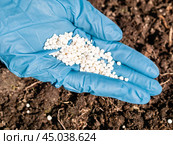 The application of nitrogenous fertilizers in soil in early spring, plant care. Стоковое фото, фотограф Natalia Gdovskaia / Фотобанк Лори