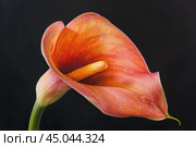Single orange calla lily blooming on black background. Стоковое AI-изображение, AI-художник Иван Рябоконь / Фотобанк Лори