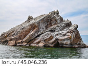 Озеро Байкал. Поселение бакланов на острове Ижилхей (Еленка) Стоковое фото, фотограф Александр Тараканов / Фотобанк Лори