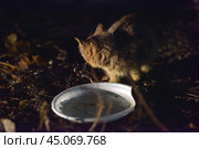 Abandoned homeless kittens on the street. Стоковое фото, фотограф Анна Кривицкая / Фотобанк Лори