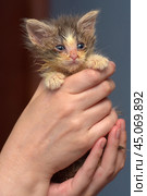 Little dirty sick kitten in the animal shelter. Стоковое фото, фотограф Анна Кривицкая / Фотобанк Лори