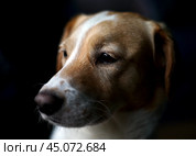 Грустная красивая собака на темном фоне смотрит вдаль. Стоковое фото, фотограф Наталья Миронова / Фотобанк Лори