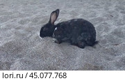 A black rabbit on the beach tasting the paper trash that careless people have thrown. The concept of ecology and environmental conservation. Черный кролик на пляже собирает и пробует брошенный людьми мусор. Стоковое видео, видеограф Ольга Петрова-Апостолова / Фотобанк Лори