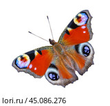 Close up view on a Peacock butterfly (Aglais io) isolated on a white background (design element) Стоковое фото, фотограф Михаил Строгалев / Фотобанк Лори