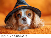 Cavalier King Charles Spaniel dog in Halloween witch hat on orange background, concept of festive pet costume, celebration industry, dog lovers. Стоковое AI-изображение, AI-художник Ирина Михайличенко / Фотобанк Лори