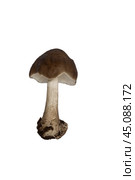 Гриб плютей олений (pluteus cervinus) на белом фоне изолировано. Стоковое фото, фотограф Наталья Волкова / Фотобанк Лори