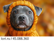 Pitbull dog in Halloween orange costume on orange background, concept of festive pet costume, celebration industry, dog lovers, copyspace. Стоковое AI-изображение, AI-художник Ирина Михайличенко / Фотобанк Лори