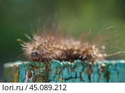 Caterpillar of Spilosoma urticae on a tree. Стоковое фото, фотограф Корнеев Вячеслав / Фотобанк Лори