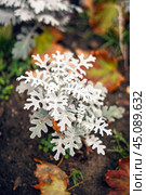 Vibrant Jacobaea maritima blooms amidst lush greenery, symbolizing resilience in nature. Its delicate petals contrast with the verdant backdrop, showcasing the beauty of biodiversity. Стоковое фото, фотограф Татьяна Степанищева / Фотобанк Лори