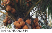 Yellow coconuts growing on a palm tree. Стоковое видео, видеограф Евдокимов Максим / Фотобанк Лори