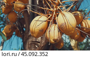 Yellow coconuts growing on a palm tree. Стоковое видео, видеограф Евдокимов Максим / Фотобанк Лори