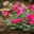 Красивые цветы дицентра (Dicentra peregrina), также известные как "разбитое сердце". Дикие растения, произрастающие в Арктике. Природа Сибири и Дальнего Востока России. Чукотка. Июнь. Стоковое фото, фотограф Андрей Степанов / Фотобанк Лори