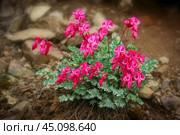 Красивые цветы дицентра (Dicentra peregrina), также известные как "разбитое сердце". Дикие растения, произрастающие в Арктике. Природа Сибири и Дальнего Востока России. Чукотка. Июнь. Стоковое фото, фотограф Андрей Степанов / Фотобанк Лори