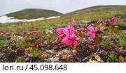 Полевые цветы рододендрон камчатский (Rhododendron camtschaticum) в тундре на склоне сопки. Летний арктический пейзаж. Красивые дикие тундровые розовые цветы. Цветущие растения тундры. Природа Арктики. Чукотка, Дальний Восток России. Стоковое фото, фотограф Андрей Степанов / Фотобанк Лори