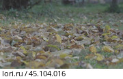 A field of leaves is scattered across the ground. The leaves are brown and yellow, and they are spread out in a haphazard manner. The scene gives off a sense of decay and the passage of time. Стоковое видео, видеограф Скрипачев Антон / Фотобанк Лори