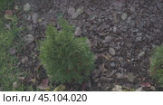 A small green plant is growing in a patch of dirt. The dirt is brown and rocky, and the plant is surrounded by leaves and debris. Стоковое видео, видеограф Скрипачев Антон / Фотобанк Лори