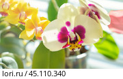 A bunch of flowers with a yellow and white orchid in the middle. Стоковое фото, фотограф Скрипачев Антон / Фотобанк Лори