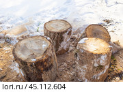 Sawed tree into thick blocks in the snow in winter. Heating of a private house. Стоковое фото, фотограф Коханова Наталья / Фотобанк Лори