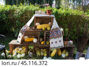 Праздник урожая. Осенний урожай желтых кабачков, патиссонов и тыкв, сложенных в деревянные ящики в саду фермерского дома. Праздничный осенний дизайн сада. Стоковое фото, фотограф Volha Zhurauliova / Фотобанк Лори
