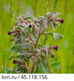 Meadow medicinal plant Nonea pulla in nature. Стоковое фото, фотограф Александр Прошкин / Фотобанк Лори