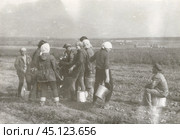 Молодежь на собирает урожай картофеля в поле. 1970-е годы. Стоковое фото, фотограф Retro / Фотобанк Лори