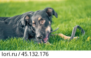 mongrel puppy gnaws a leather leash on a walk in the park. Стоковое фото, фотограф Артем Курутин / Фотобанк Лори