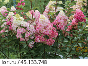 Hydrangea paniculata sort Fraise Melba hydrangea with pink flowers blooms in the garden in summer. Стоковое фото, фотограф Ольга Сейфутдинова / Фотобанк Лори