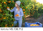 Portrait of smiling woman harvesting tangerines on organic plantation. Стоковое фото, фотограф Яков Филимонов / Фотобанк Лори