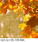 autumn abstract background of bright yellow and red leaves. Стоковое фото, фотограф Natalia Gdovskaia / Фотобанк Лори
