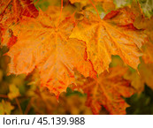 autumn abstract background of bright yellow and red leaves. Стоковое фото, фотограф Natalia Gdovskaia / Фотобанк Лори