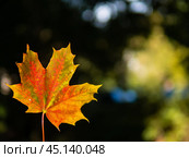 autumn background with bright yellow and red single leaf on dark background. Стоковое фото, фотограф Natalia Gdovskaia / Фотобанк Лори
