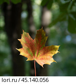 autumn background with bright yellow and red single leaf in center of dark background. Стоковое фото, фотограф Natalia Gdovskaia / Фотобанк Лори